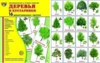 Дем. картинки СУПЕР Деревья и кустарники.16 демонстр.картинок с текстом (173х220мм) - купить в магазине Кассандра, фото, 9785994910153, 