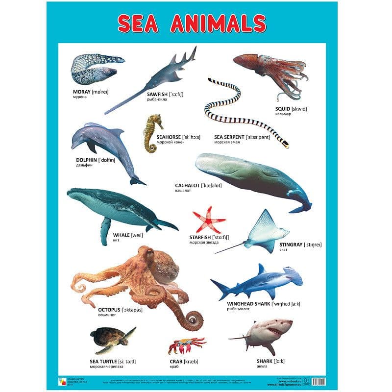 Плакаты (англ). Sea Animals (Морские обитатели) - купить в магазине Кассандра, фото, 9785431510090, 