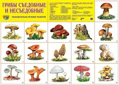 Развивающие плакаты. Грибы - купить в магазине Кассандра, фото, 9785431516313, 