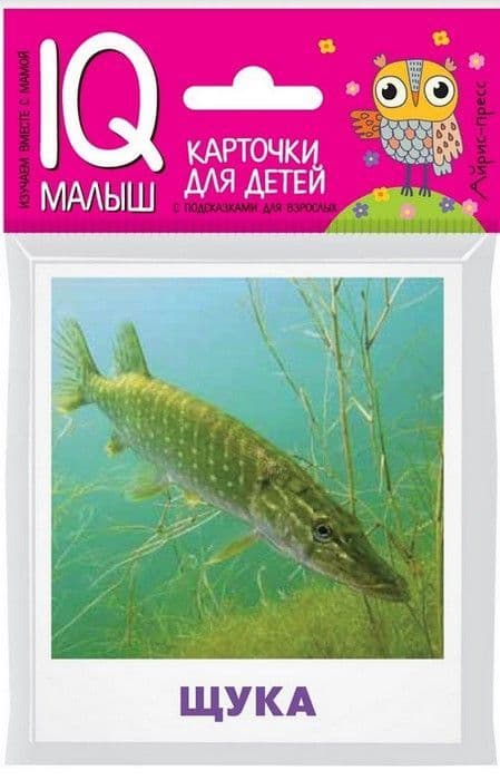 Умный малыш. Пресноводные рыбы. Набор карточек для детей. - купить в магазине Кассандра, фото, 9785811265053, 