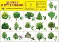 Дем. картинки СУПЕР Деревья и кустарники.16 раздаточных карточек с текстом(63х87мм) - купить в магазине Кассандра, фото, 9785994909935, 