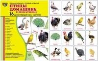 Дем. картинки СУПЕР Птицы домашние и декоративные.16 демонстр.картинок с текстом(173х220мм) - купить в магазине Кассандра, фото, 9785994909423, 