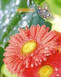 Ф/А.Наш класс.Герберы - купить в магазине Кассандра, фото, 9785465024990, 