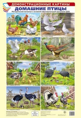 Демонстрационные картины. ДОМАШНИЕ ПТИЦЫ. Методич. мат-л к ООП ДОО. 8 картин А3+ - купить в магазине Кассандра, фото, 9785994918012, 